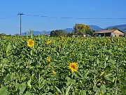 472  sunflowers.jpg